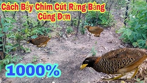 Cách Bẫy Chim Cút Rừng Bằng Cũng Đơn Giản (Tiếng Chim Cút Mồi)1000%