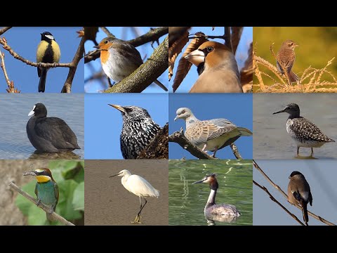 Ptice Hrvatske  1  -  Birds of Croatia  1