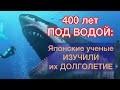 ЯПОНСКИЕ УЧЕНЫЕ РАСКРЫЛИ ИХ СЕКРЕТ ДОЛГОЛЕТИЕ|Акулы