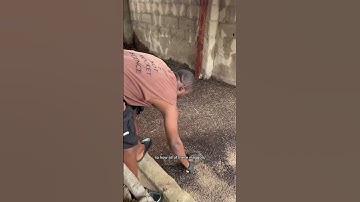 See how we are making maggots using them as an alternative animal feed