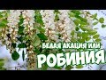 Белая Акация уход 🌺 Робиния 💮 Польза Акации