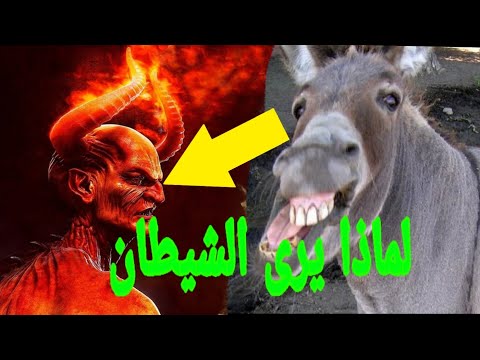 لماذا يرى الحمار الشياطين ويرى الديك الملائكة