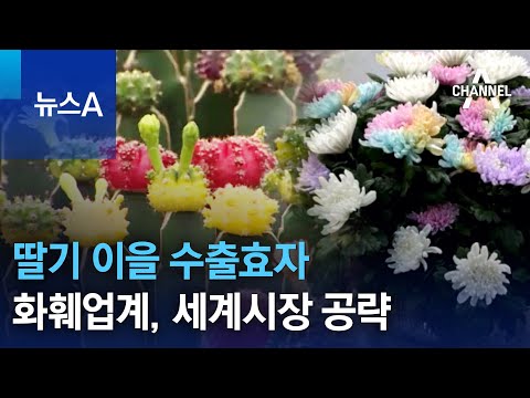 딸기 이을 수출효자…화훼업계, 우리 품종으로 세계시장 공략 | 뉴스A