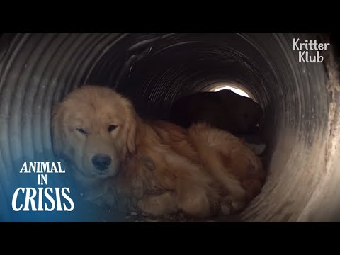 Video: Pet Scoop: Retriever Menyelamatkan Saudara Sendiri, Anjing Jepang Menderita Stres Pasca Gempa Bumi