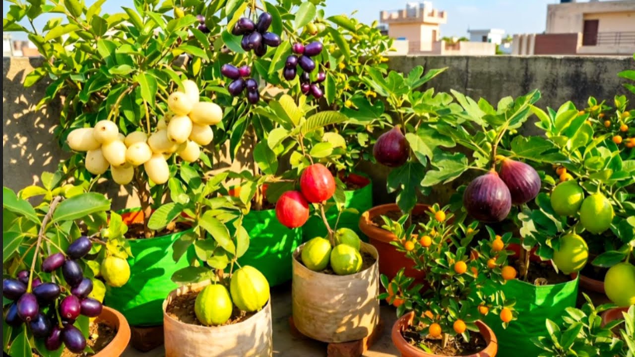 பழச்செடிகள் அசுர வேகத்தில் வளர இந்த உரத்தை கொடுங்க | | Fruit Plants | | Terrace Garden | | Trending