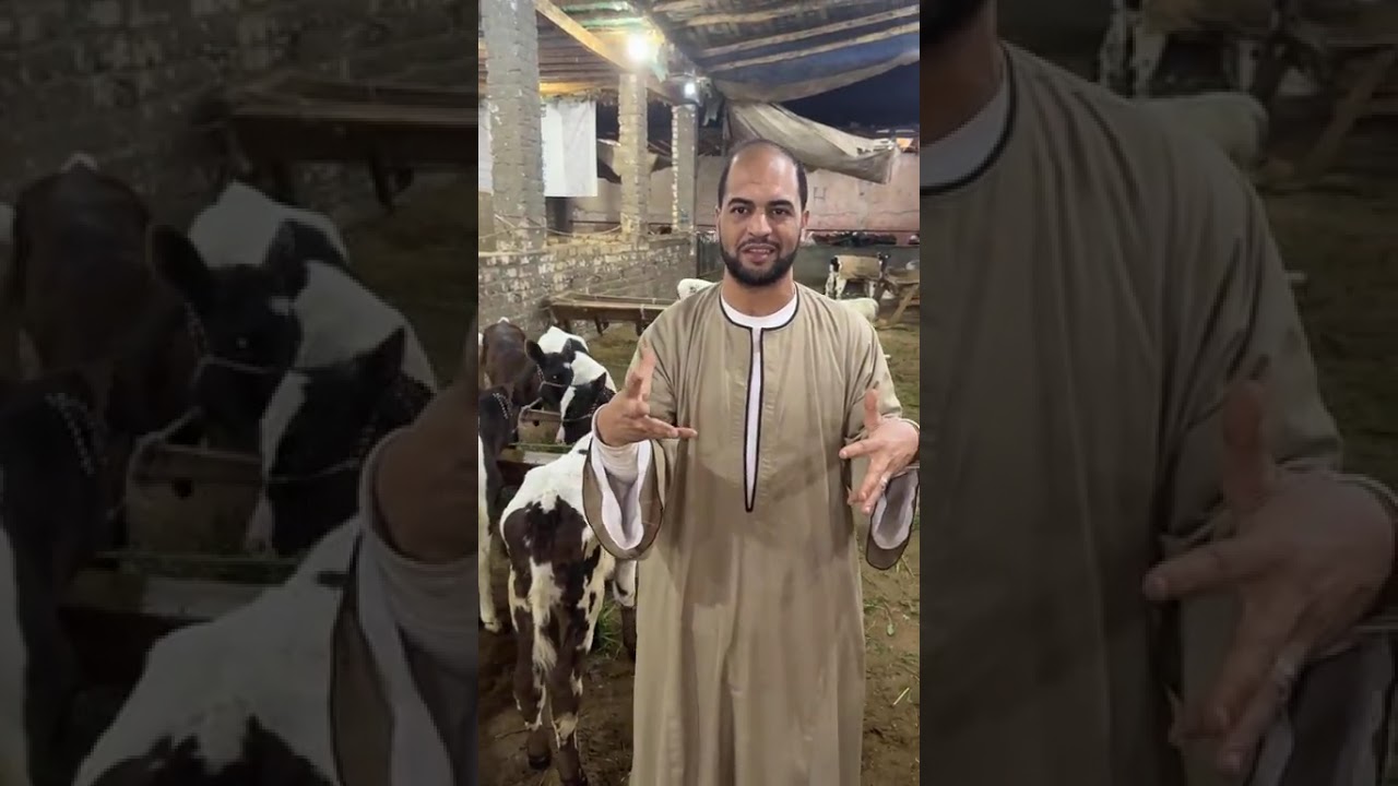 ‏بيعة عجلات إيطالي أصلي برخصة التراب مع المعلم حماده ابو الحج مزرعة٠١٠٩١٨٠٤٩٩٨//٠١٠٢٢٥٣٧٨٤٦