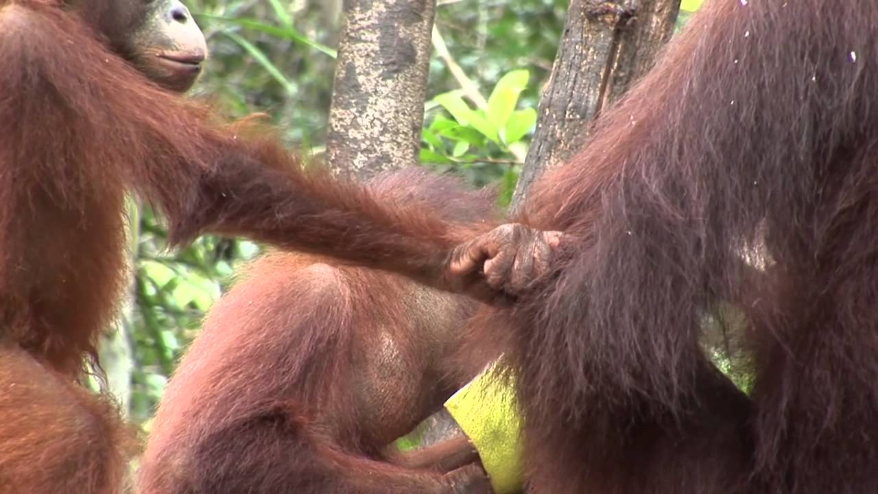 Baby_Orangutan_Holds_Tight_To_Mother-YouTube-1 extinct animal footage