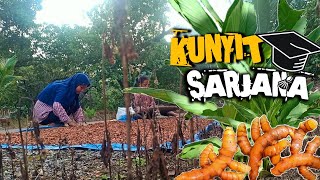 Jualan Kunyit Bisa Biayain Anak Sekolah Sampai Sarjana Olahan Kunyit Tradisional Di Desa