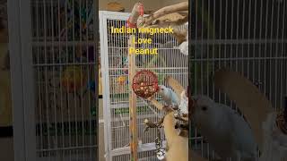 indian ringneck parrot white face.