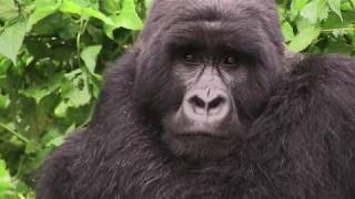 “Beringei”, les gorilles du Rift - Extrait / &quot;Beringei&quot;, Gorillas of the Rift - Extract