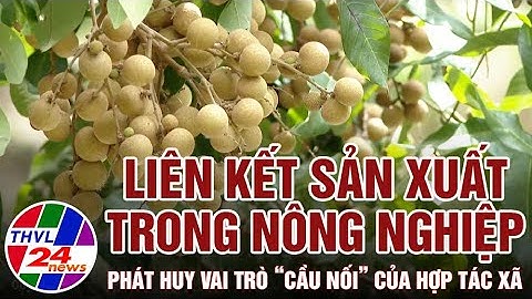 Liên kết sản xuất trong nông nghiệp: Phát huy vai trò “cầu nối” của hợp tác xã