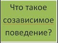 Что такое созависимое поведение?