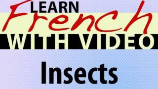 ⁣Learn French with Videos - Insects