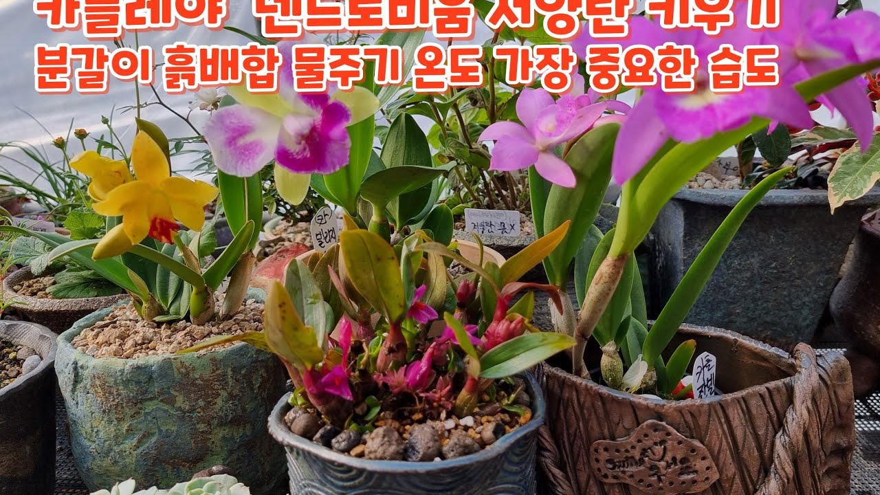 히비끼 덴드로비움 분갈이 카틀레야 잘키우기 흙배합  물주기 잘키우기 온도