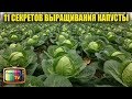 11 СЕКРЕТОВ ВЫРАЩИВАНИЯ КРЕПКОЙ РАССАДЫ КАПУСТЫ