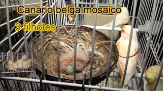 Neste Vídeo.  Cinco  fêmeas chocando // 2023 by Anésio M. V. B 226 views 1 month ago 8 minutes, 34 seconds