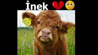 Inek Sevenler Izlemesin