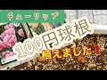 チューリップ、100円球根を植えました！