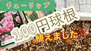 チューリップ、100円球根を植えました！