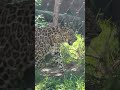 Leopard Training San Diego Zoo
