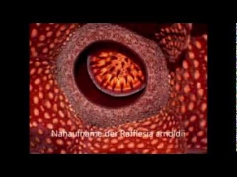 Video: Rafflesia (Blume): Beschreibung und Foto