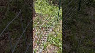 Can Your Fawns Get Into Your Feeder Pins? Do This To Be Sure! #deerhunting #wildlifemanagement