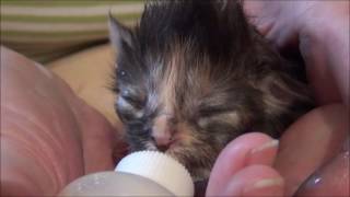 Как вырастить новорождённого котёнка без кошки-мамы I ЛапУшки Котейки