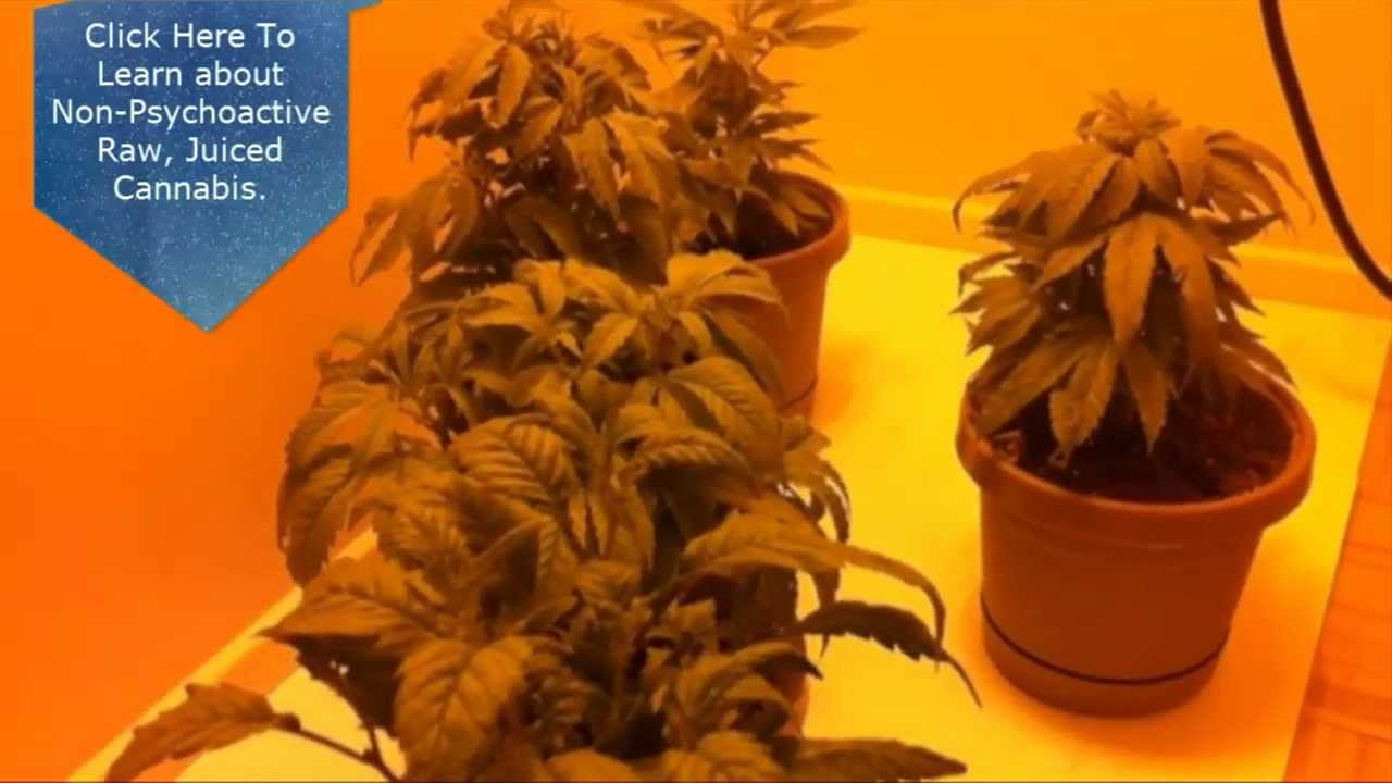 Growing Marijuana Question About Droopy Pot Plants YouTube