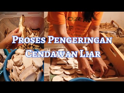 Video: Cendawan Musim Panas Berhampiran Rumah