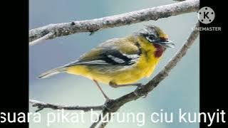 suara pikat burung ciu kunyit...ampuh ,BUKTIKAN