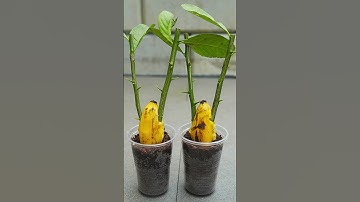 🌿Great idea to propagate lemon trees from cuttings using banana🍌#propagate_lemon_tree #gardening
