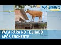 RS: após temporal e enchente, vaca vai parar no telhado de casa | Primeiro Impacto (08/09/23)