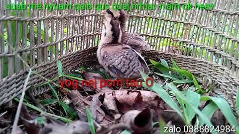 Suab me nyuam qaib qus quaj nrhiav niam cuab ok heev.(1)