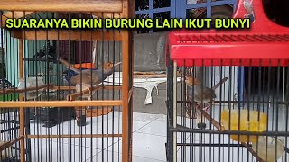PRENJAK KLAWU VS PRENJAK SEMI TARUNG FULL FIGHTER. MAIN ANTENG.