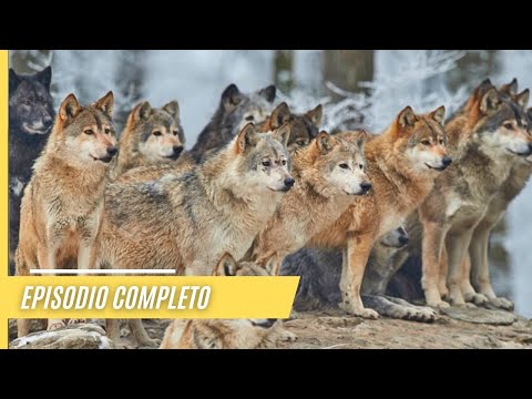 Magical Nature: Forests and Moors | Full Episode documentary thumbnail