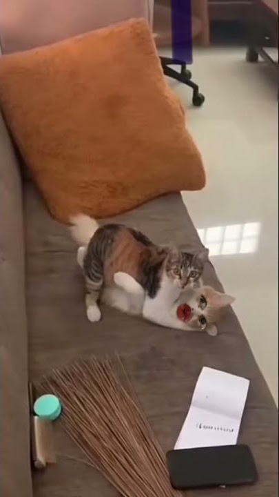 kucing selingkuh 😳😳😳 #cat #catlover #kucing #fyp #foryoupage