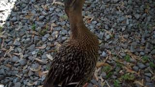 C feeding the Ducks at the Campground
