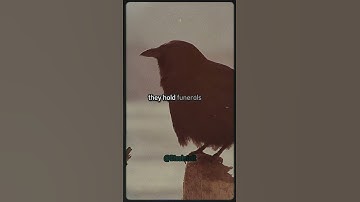 Shocking Facts About Crows You Never Knew! 🤯