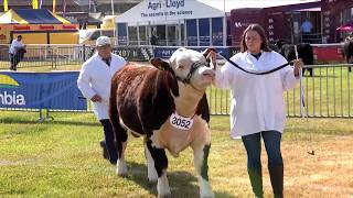 Tarw Gwartheg Henffordd Ifanc | Hereford Cattle BULL, born 01 Jan '25 to 30 Apr '25
