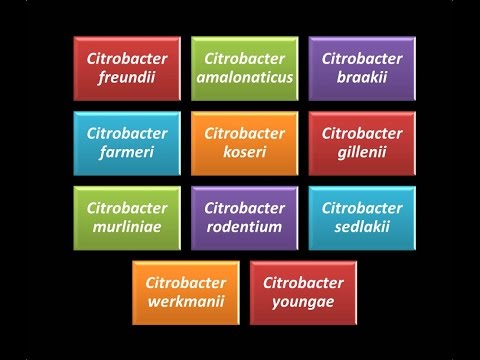 Video: Citrobacter Braakii -bakteerian Aiheuttama Septinen Sokki Kriittisesti Sairaalla Potilaalla Kolonoskopiavalmisteen Jälkeen Polyeteeniglykolilla: Tapausraportti