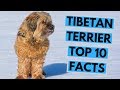 Tibetan Terrier - TOP 10 Interesting Facts の動画、YouTube動画。