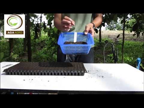 วีดีโอ: วิธีการดำน้ำต้นกล้าพิทูเนียแอมเพล