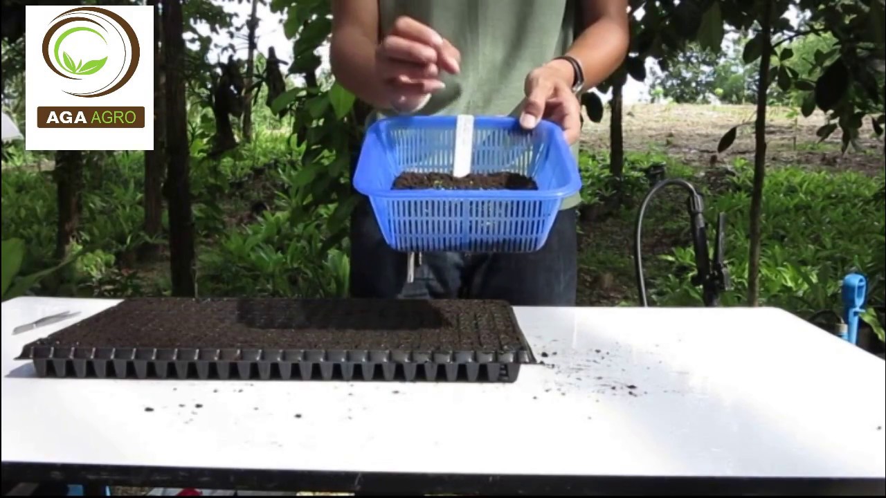 วิธีการเพาะเมล็ด พิทูเนีย