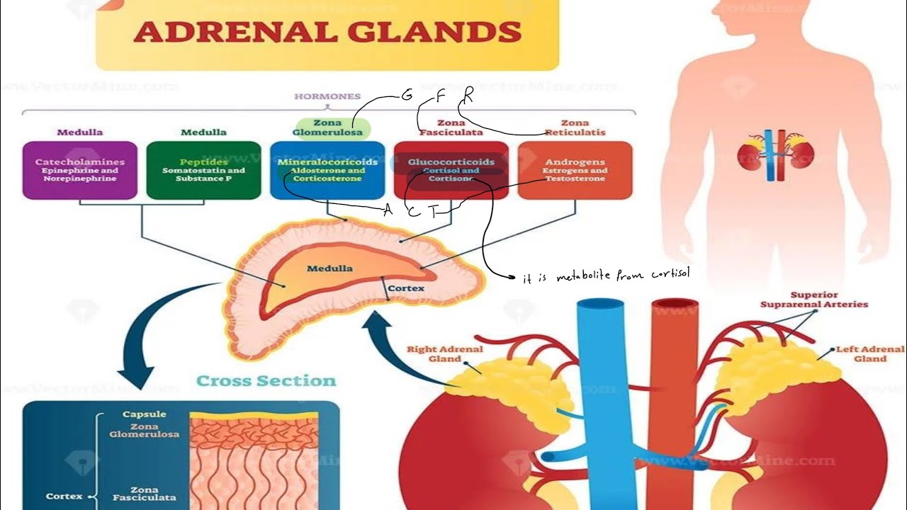 Pharmacology of Adrenocorticoid / part1