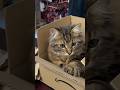 Cat in box😻 #kittens #maple #catcute #cats #kitten #cuteanimal #cute #cutecat #kittey #maples
