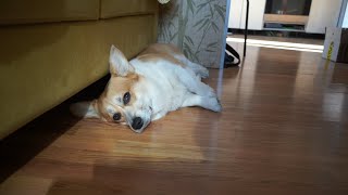 Corgi chilling at home by Sid Woodstock 683 views 9 months ago 1 minute, 24 seconds
