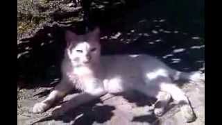 Кот Лев! Кот Лев!