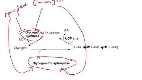 CHEM 407 - Glycogen Metabolism - Glycogen Synthase