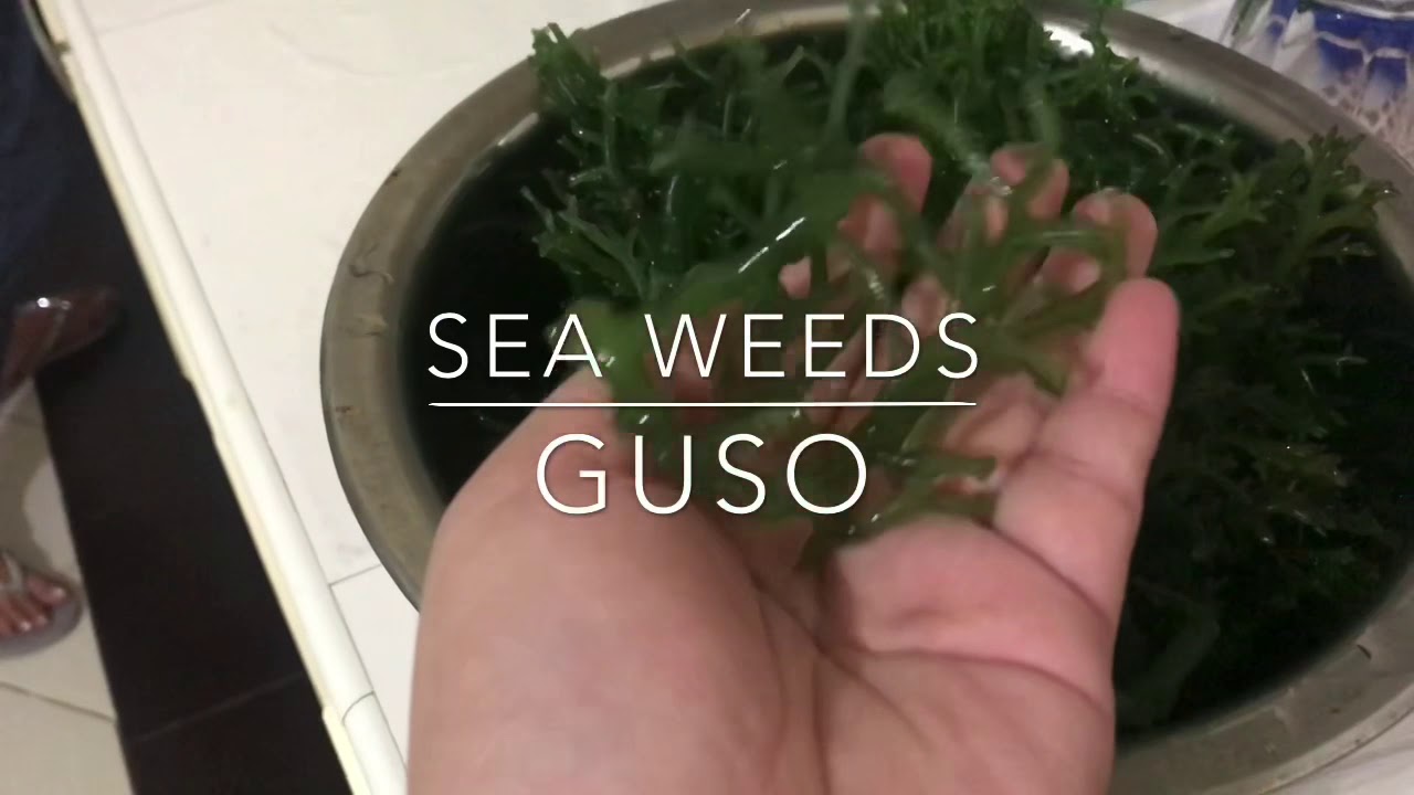 lukot guso seaweed