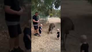 Toddler tries to feed an emu for the first time! #shorts #funny #zoo #food #scary